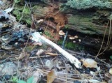Xeromphalina cauticinalis image