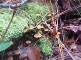 Xeromphalina cauticinalis image