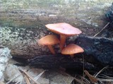 Gymnopilus sapineus image