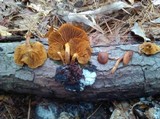 Gymnopilus sapineus image