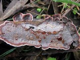 Xylobolus illudens image