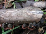 Xylobolus illudens image