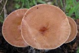 Clitocybe gibba image