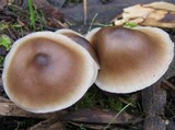 Rhodocollybia butyracea image