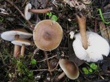 Rhodocollybia butyracea image