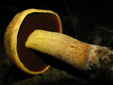 Boletus vermiculosoides image