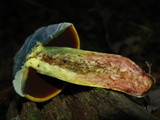 Boletus vermiculosoides image