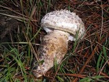 Amanita magniverrucata image