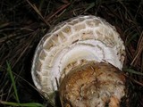 Amanita magniverrucata image