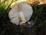 Amanita magniverrucata image