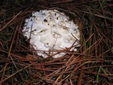 Amanita magniverrucata image