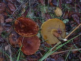 Boletus subtomentosus image