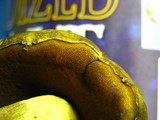 Boletus vermiculosoides image