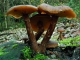 Armillaria nabsnona image