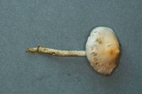 Stropharia pseudocyanea image