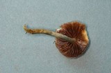 Stropharia pseudocyanea image