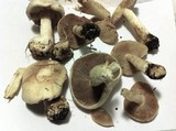 Hebeloma crustuliniforme image