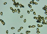Hebeloma crustuliniforme image