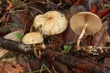 Pholiota decorata image