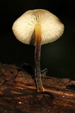 Xeromphalina tenuipes image