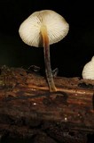 Xeromphalina tenuipes image