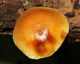 Xeromphalina tenuipes image
