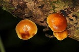 Xeromphalina tenuipes image