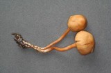 Rhodocybe nitellina image