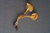 Rhodocybe nitellina image