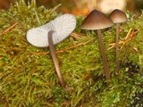 Mycena galericulata image