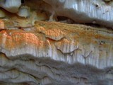 Oxyporus corticola image