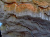 Oxyporus corticola image