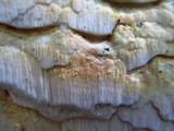 Oxyporus corticola image