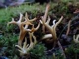 Clavulinopsis corniculata image
