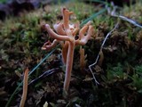 Clavulinopsis corniculata image