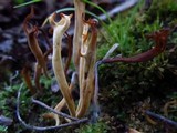 Clavulinopsis corniculata image