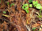 Clavulinopsis laeticolor image