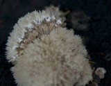 Postia ptychogaster image
