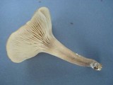 Clitocybe compressipes image