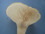 Clitocybe compressipes image