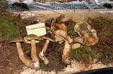 Tricholoma luridum image