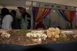 Tricholoma luridum image