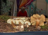 Tricholoma luridum image