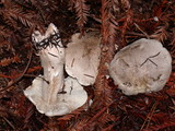 Tricholoma pardinum image