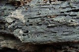 Chlorociboria aeruginascens image