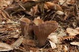 Gomphus clavatus image