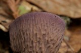 Gomphus clavatus image
