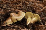 Suillus caerulescens image