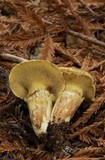 Suillus caerulescens image