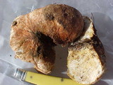 Rhizopogon rubescens image